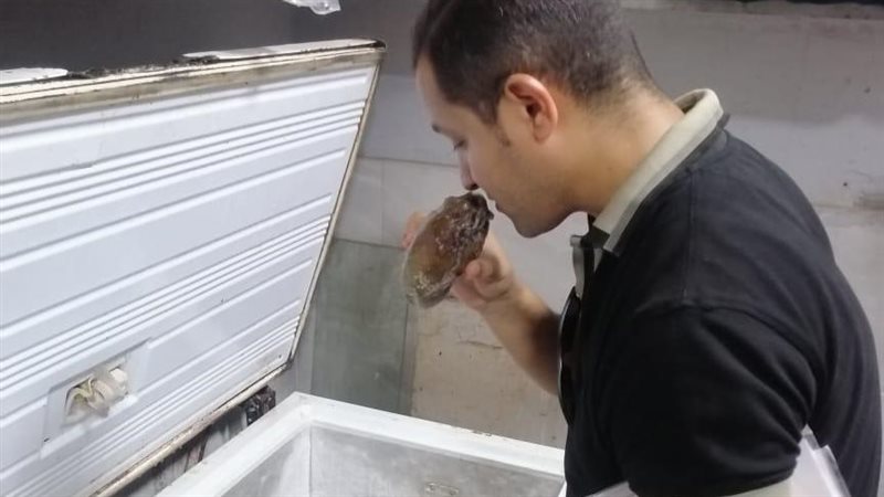 المنيا 