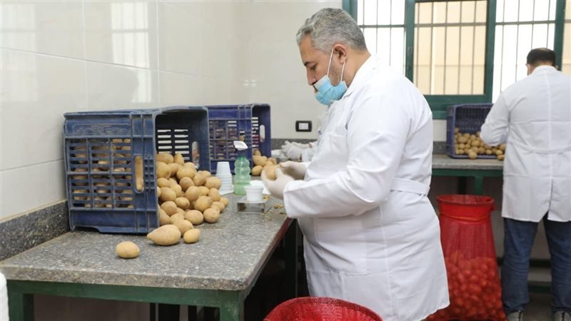 البطاطس