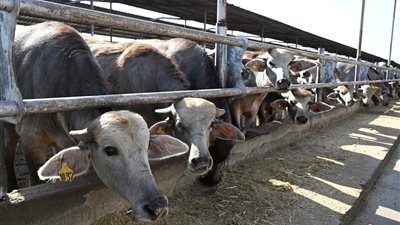 مدبولي يتفقد مشروعات زراعية وحيوانية بالجيزة والبحيرة لتعزيز الأمن الغذائي والاستثمارات الوطنية
