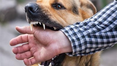 يتسبب في وفاة عشرات الآلاف وعلاجه نادر، تحرك برلماني لمواجهة تفشي داء الكلب