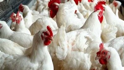 «شعبة الدواجن»: انخفاض أسعار الفراخ 10 جنيهات بعد عيد الفطر