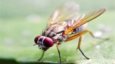 نكشف حقيقة تعرض مصر لهجوم من الذباب الصحراوي بسبب رياح الخماسين
