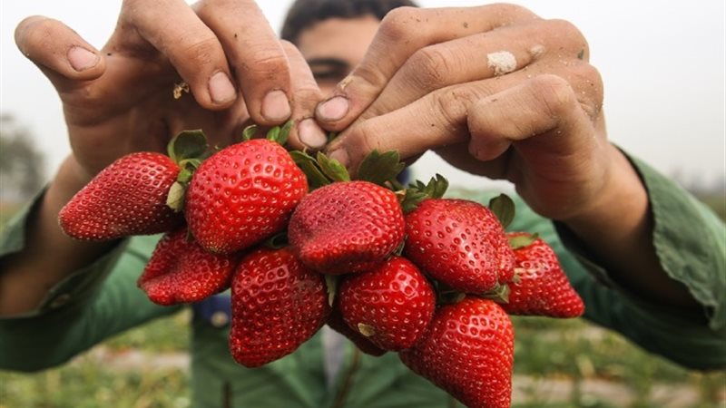 تصدير الفراولة المصرية - أرشيفية