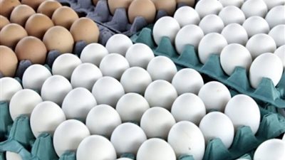 منتجي الدواجن: انخفاض أسعار البيض في هذا التوقيت