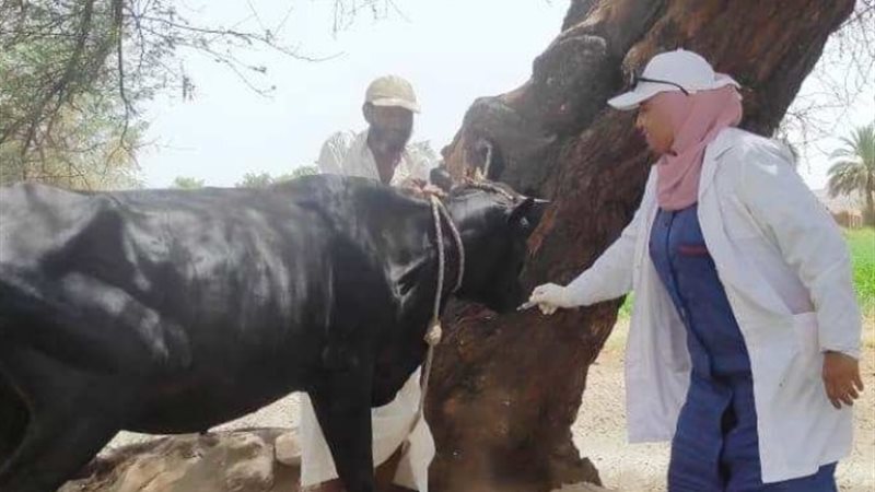 حملة بيطرية -أرشيفية