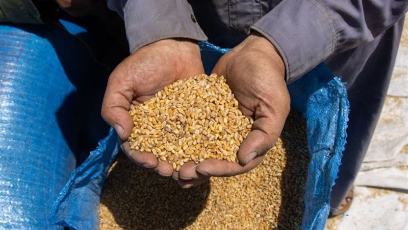 قمح -أرشيفية