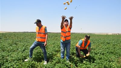«الجمهور» داخل مشروع «مستقبل مصر»، قاطرة تأمين الأمن الغذائي
