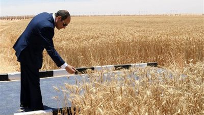 بث مباشر، الرئيس السيسي يفتتح موسم الحصاد بمشروع مستقبل مصر