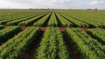بهاء الغنام: الرئيس السيسي يحقق آمال مصر وشعبها في الأمن الغذائي