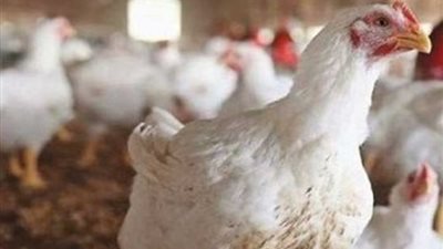 أسعار الدواجن اليوم، البيض والفراخ يسجلان أدنى مستوى منذ 6 أشهر