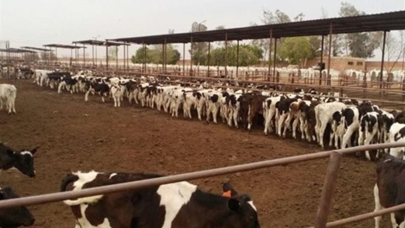 عجول البتلو- أرشيفية
