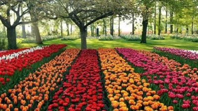 يستمر 30 يوما، انطلاق معرض زهور الربيع بالمتحف الزراعي في الدقي