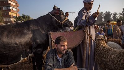 «يعملوها الصغار ويقعوا فيها الكبار»، مصرع تاجر مواشي بسبب لهو الأطفال