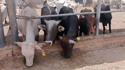 التموين: بدء ضخ 120 طن لحوم يوميًا بمنافذ المجمعات الاستهلاكية