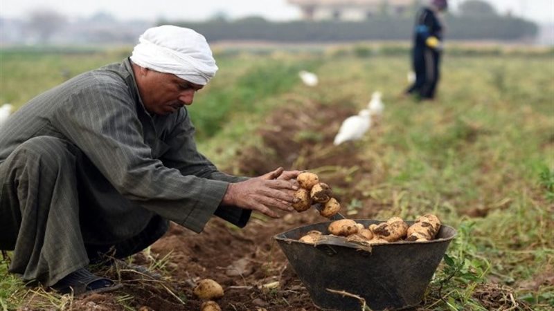 أرشيفية - بطاطس