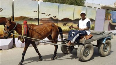 الإحساس نعمة، عامل يصنع شمسية قماش لحماية حماره من حرارة الشمس