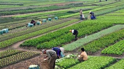 معلومات مجلس الوزراء يناقش سبل تعظيم العائد من الإنتاجية الزراعية
