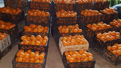 مصر تصدر 55 ألف طن موالح في أسبوع، اعرف التفاصيل