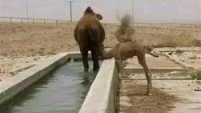 شاهد كيف تطعم الناقة صغارها