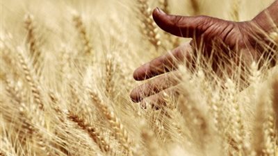 رسمياً، مصر تخطط لاحتضان مركز توزيع لوجستي للحبوب الروسية
