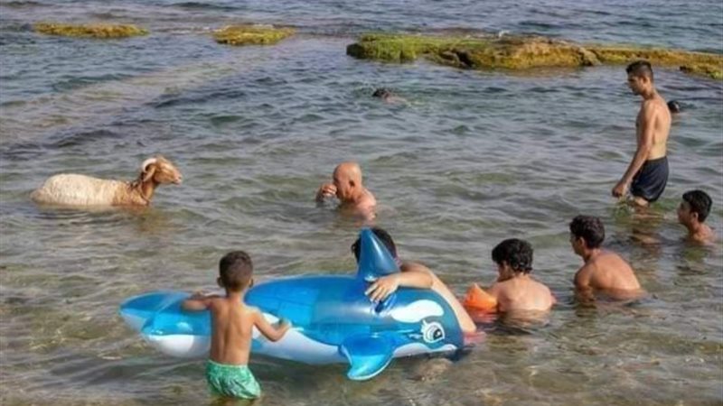 خروف يذهب في نزهة
