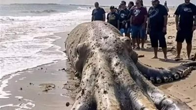 ظهور أخطبوط وحشي بأحد شواطئ إندونيسيا بعد موته