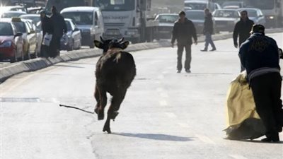 «عجول العيد الهربانة» تنافس كرنفال مصارعة الثيران فى إسبانيا