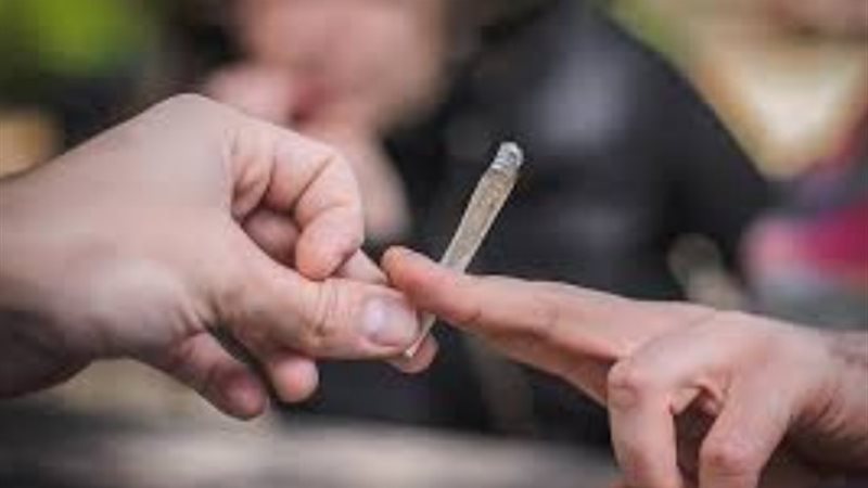 مخدر الحشيش_ارشيفية