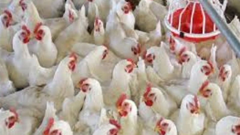 أسعار الدواجن اليوم