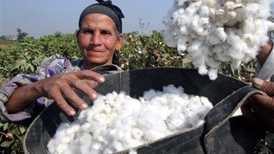 معلومات الوزراء: الهند أكبر مستورد للقطن المصري بـ715 ألف قنطار