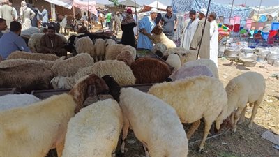 تجنبا لغرامة الذبح في الشارع، تعرف على أماكن المجازر المجانية في القاهرة الكبرى