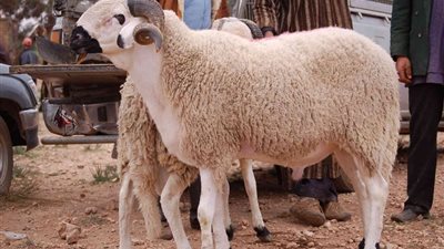 العيد فرحة، كيلو الضانى بـ 210 جنيهاً بالمجمعات الاستهلاكية