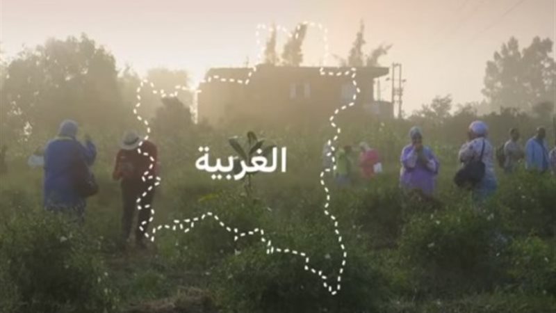 شبرا بلولة بالغربية مركز تصدير الياسمين