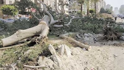 وزارة البيئة: هناك محافظات تبيع خشب الأشجار في مزاد علني.. وعقوبة القطع تستوجب الحبس (حوار)