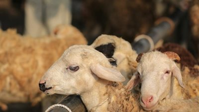 بالتعاون مع «الأوقاف»، بنك قناة السويس يوفر صكوك الأضاحي بـ 6000 جنيه