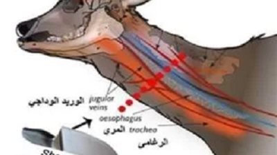 «سن سكينك»، 10 شروط حددها الشرع لطريقة ذبح الأضحية