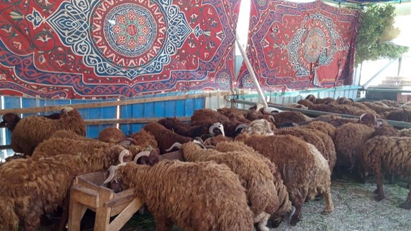 خراف - أرشيفية