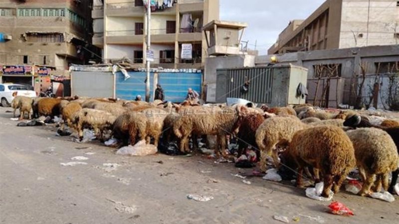 أضحية تأكل القمامة