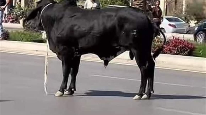 عجل التجمع الخامس