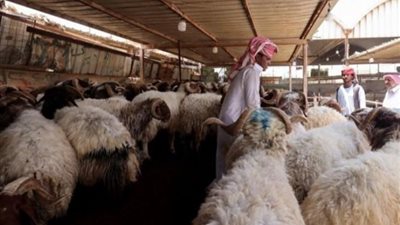2 مليون رأس ماشية بالأراضي المقدسة تنتظر التضحية في العيد