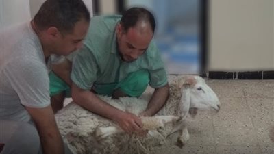 «لا تنسوا الفقراء»، الإفتاء توضح كيفية تقسيم وتوزيع الأضحية