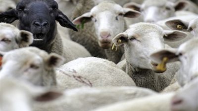 سوق الجلود ينتعش في عيد الأضحى، والأسعار تبدأ من 500 جنيه