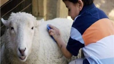 آخر موعد لذبح الاضحية وفقًا للشريعة الإسلامية
