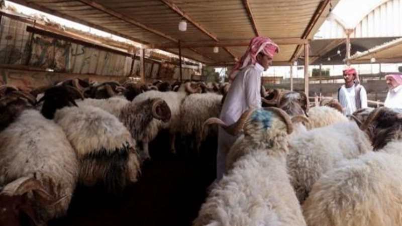 2 مليون رأس ماشية للتضحية بموسم الحج