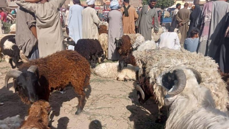 الأضاحي (صورة أرشيفية)