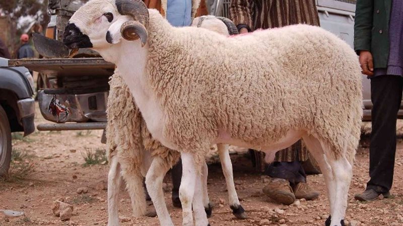 آداب وسنن الأضحية