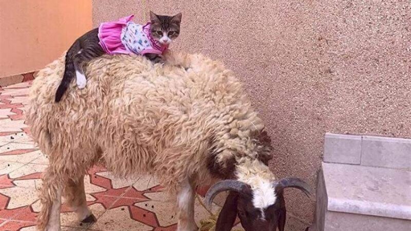 قطط ـ صورة أرشيفية