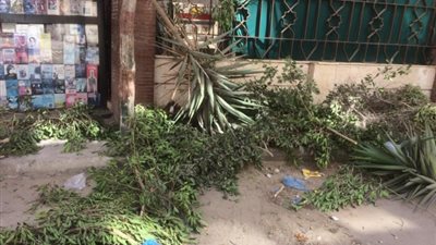 طلب إحاطة فى «النواب» بشأن ظاهرة قطع الأشجار وتصدير الفحم
