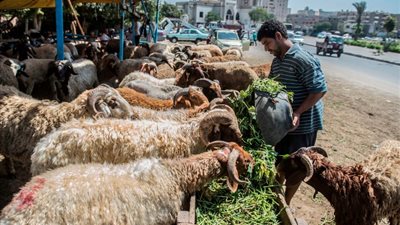 31 ألف رأس في 4 أيام، 25 % ارتفاعا بنسبة أضاحي العيد عن العام الماضي