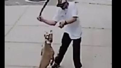 «عقر ابنته»، أب ينتقم من «كلب» فى السويس بطريقة بشعة